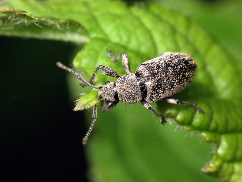 Phyllobius pyri (Linnaeus, 1758)